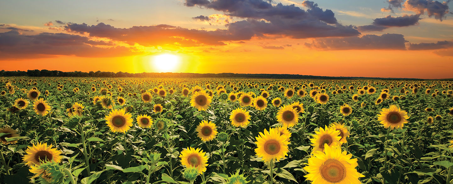 Sunflower field at sunset.