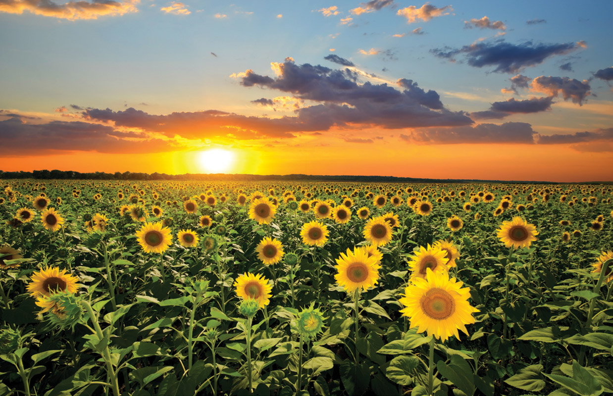 Sunflowers at sunset in Kansas
