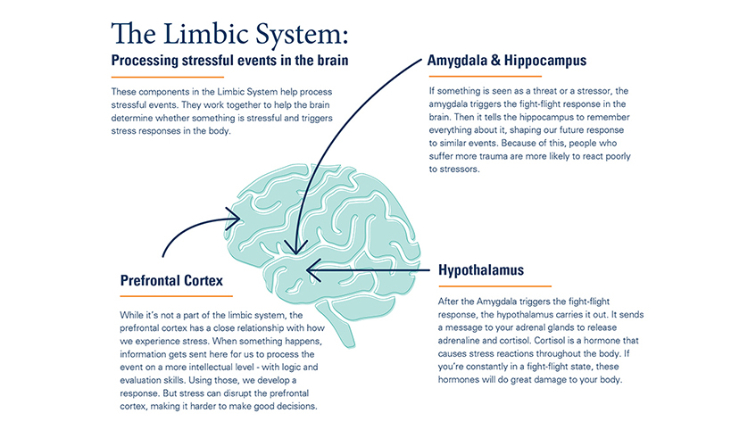 The Limbic System graphic.