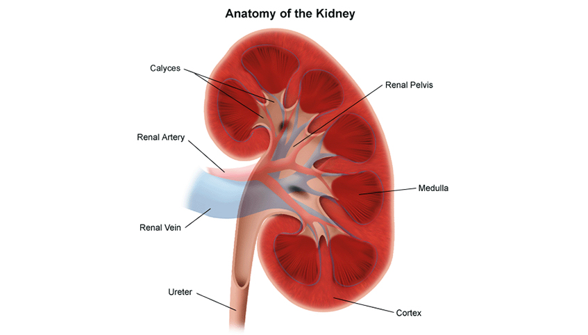 Anatomy of the kidney graphic