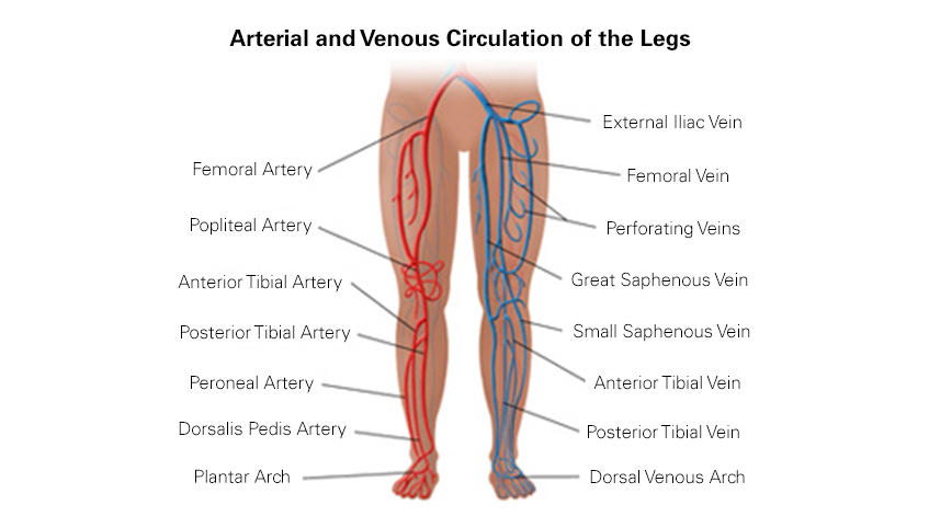 Graphic showing the arterial and venous circulation of the legs