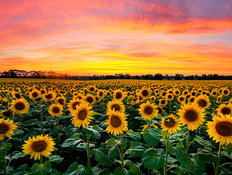 A field of sunflowers with a pink and orange sunset in the background