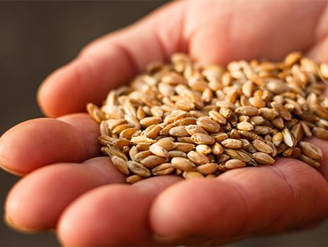 Handful of whole grains.