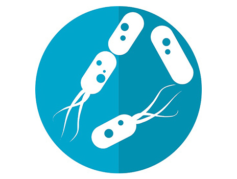 Bacteria