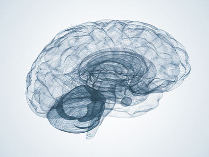 3D illustration of a human brain