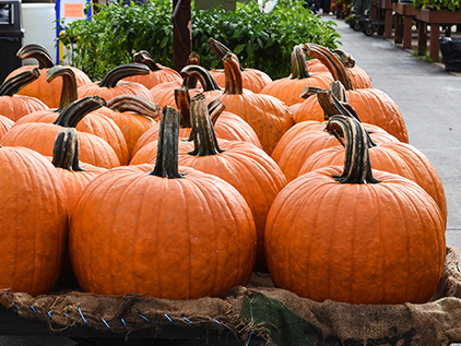 Group of pumpkins.