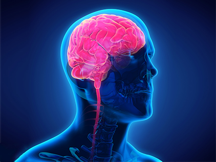 3d illustration of human brain.