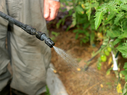 Person spraying for bugs outside.