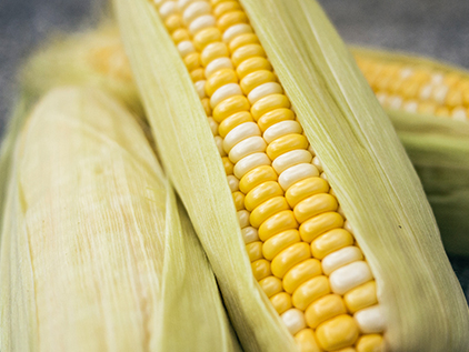 Fresh corn.
