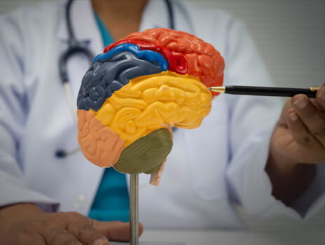 physician pointing a brain model with a pen